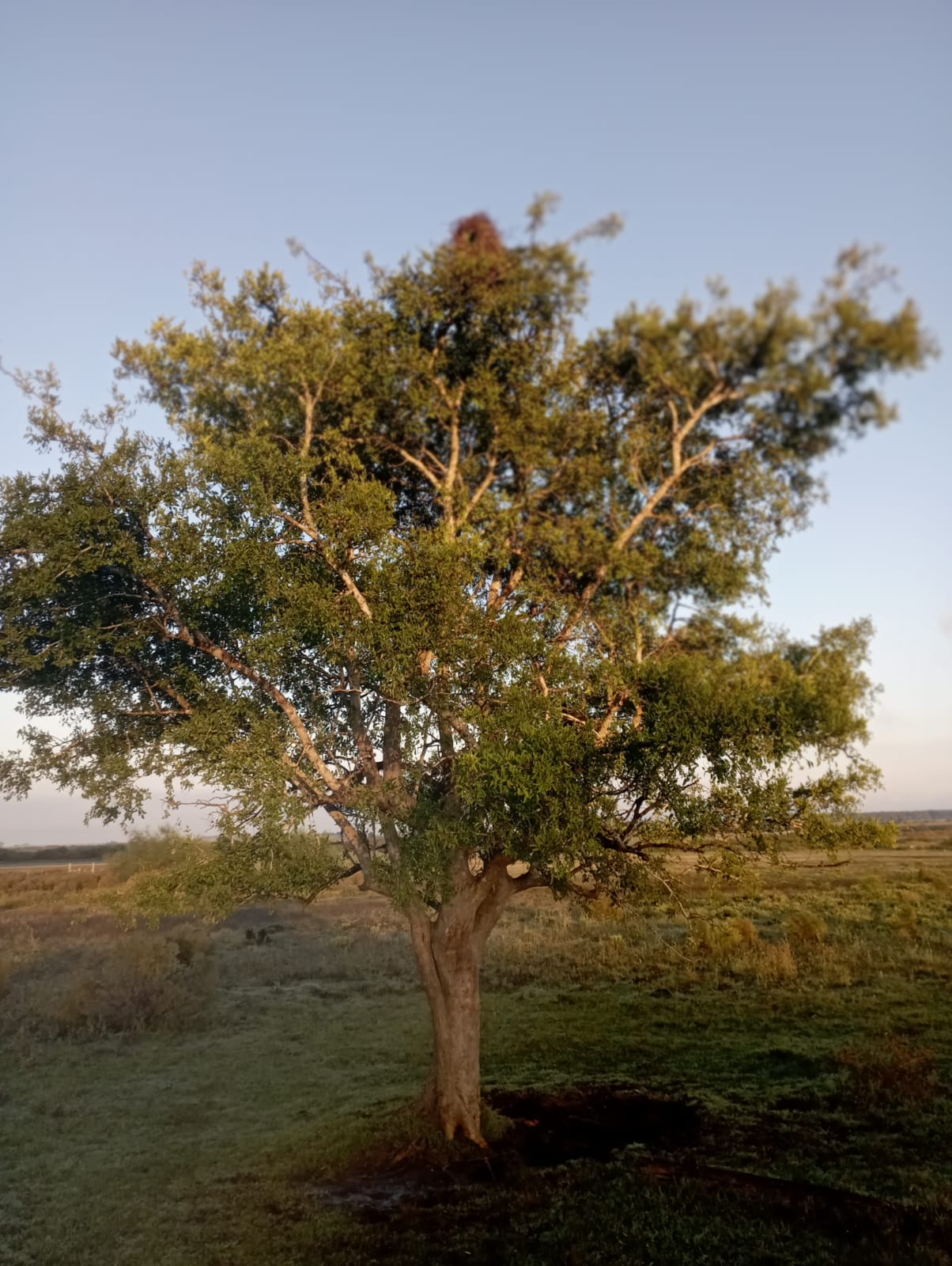 Celtis tala