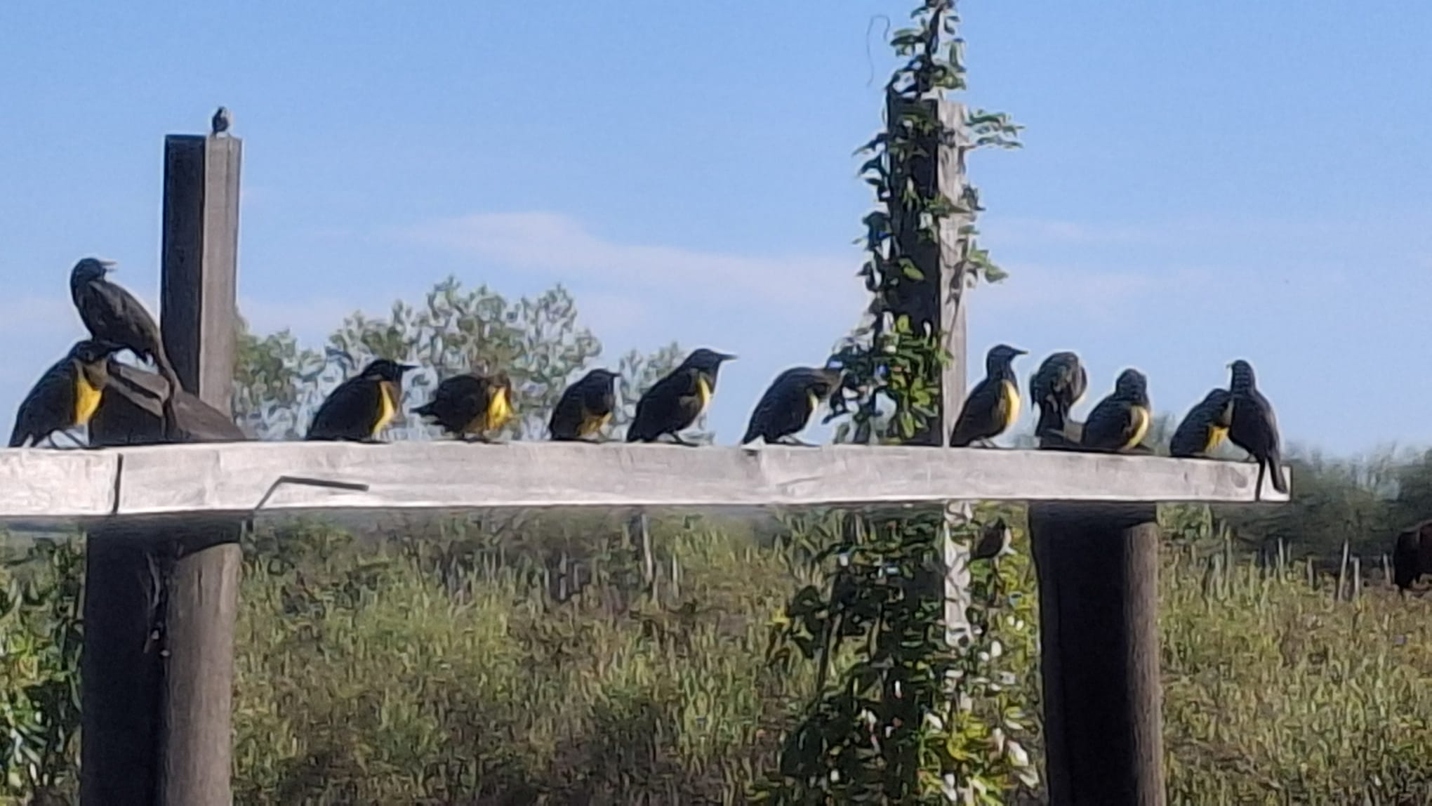 Pechos amarillos en vivero espacio de las mariposas